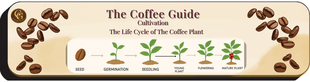 the life cycle of the coffee bean cherry from seedling to full grown plant