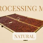 The three coffee processing methods, washed , natural and honey