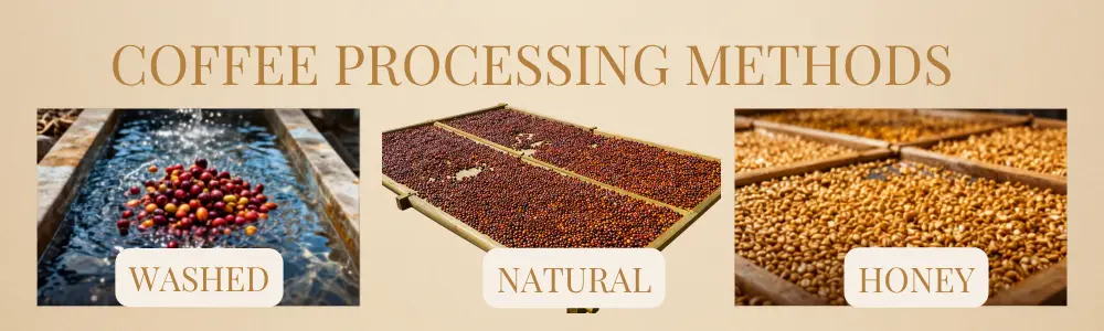 The three coffee processing methods, washed , natural and honey