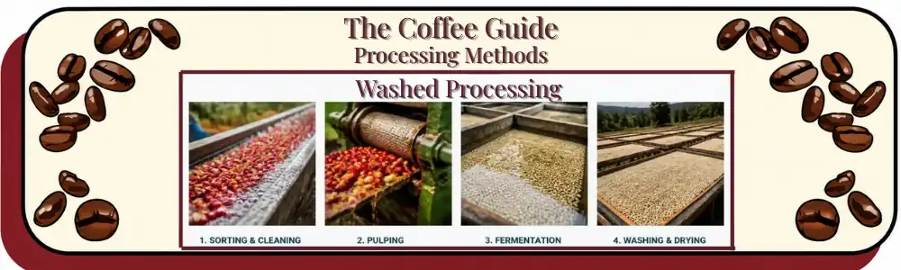 Processing Methods The Washed Process