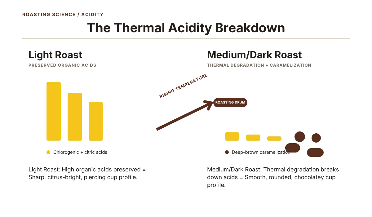 Line graph chart illustrating the thermal breakdown of coffee acids during roasting, showing chlorogenic and citric acids decreasing as the roast profile deepens from light to dark at The Coffee Guide. Profiling the Low acid coffee beans to the Smooth rounded profgile