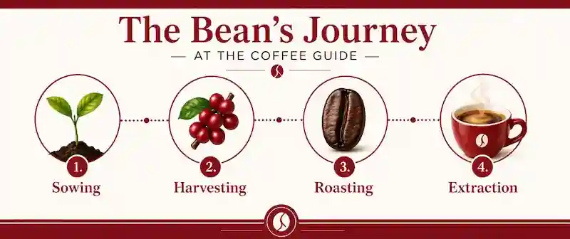 Infographic timeline chart mapping the four stages of coffee production from seed to cup